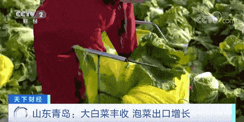山东种菜基地是哪里_山东种植蔬菜_山东种植致富菜