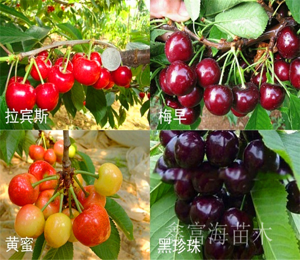 毛樱桃种子催芽方法_毛樱桃种子播种育苗技术_毛樱桃种植技术