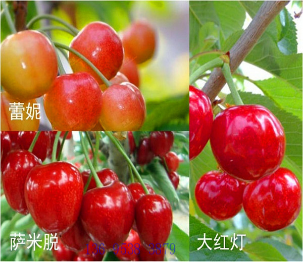 毛樱桃种子催芽方法_毛樱桃种植技术_毛樱桃种子播种育苗技术