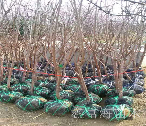 毛樱桃种子催芽方法_毛樱桃种植技术_毛樱桃种子播种育苗技术