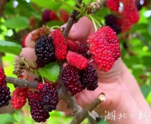 种桑椹能致富吗_桑葚种植基地图片_种植桑葚致富简报