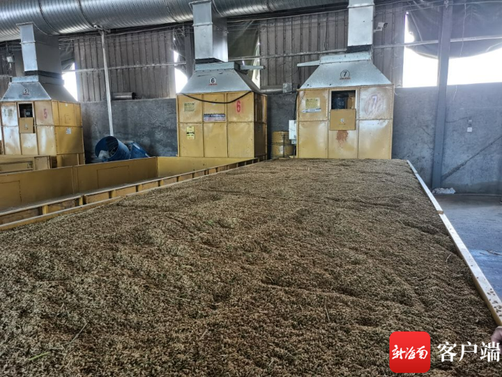 水稻致富那人叫啥名_种植致富稻视频_种植稻谷视频
