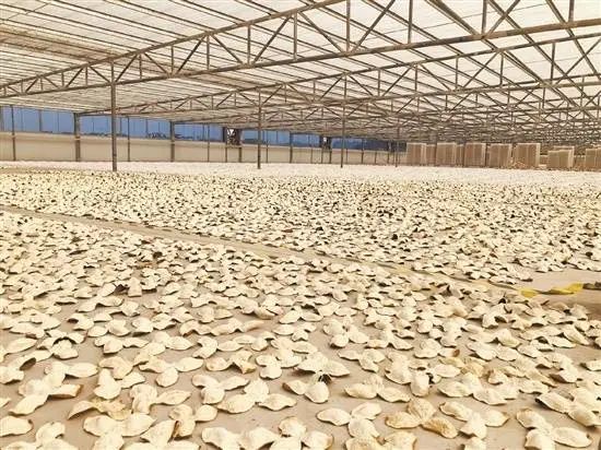 养牛致富典型材料_种植牛大力致富_致富养牛牛人