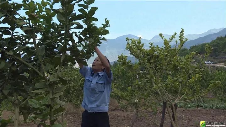 小型致富机械500种_致富经种_农村种什么致富快
