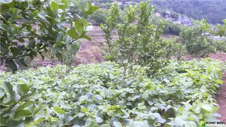 农村种什么致富快_致富经种_小型致富机械500种
