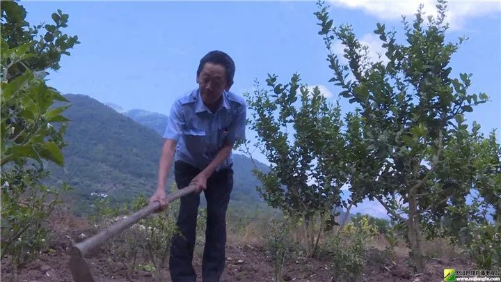 致富经种_小型致富机械500种_农村种什么致富快