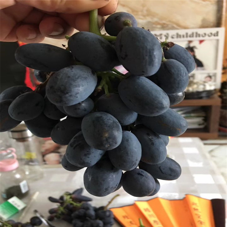 巨玫瑰葡萄苗、巨玫瑰葡萄苗种植技术指导