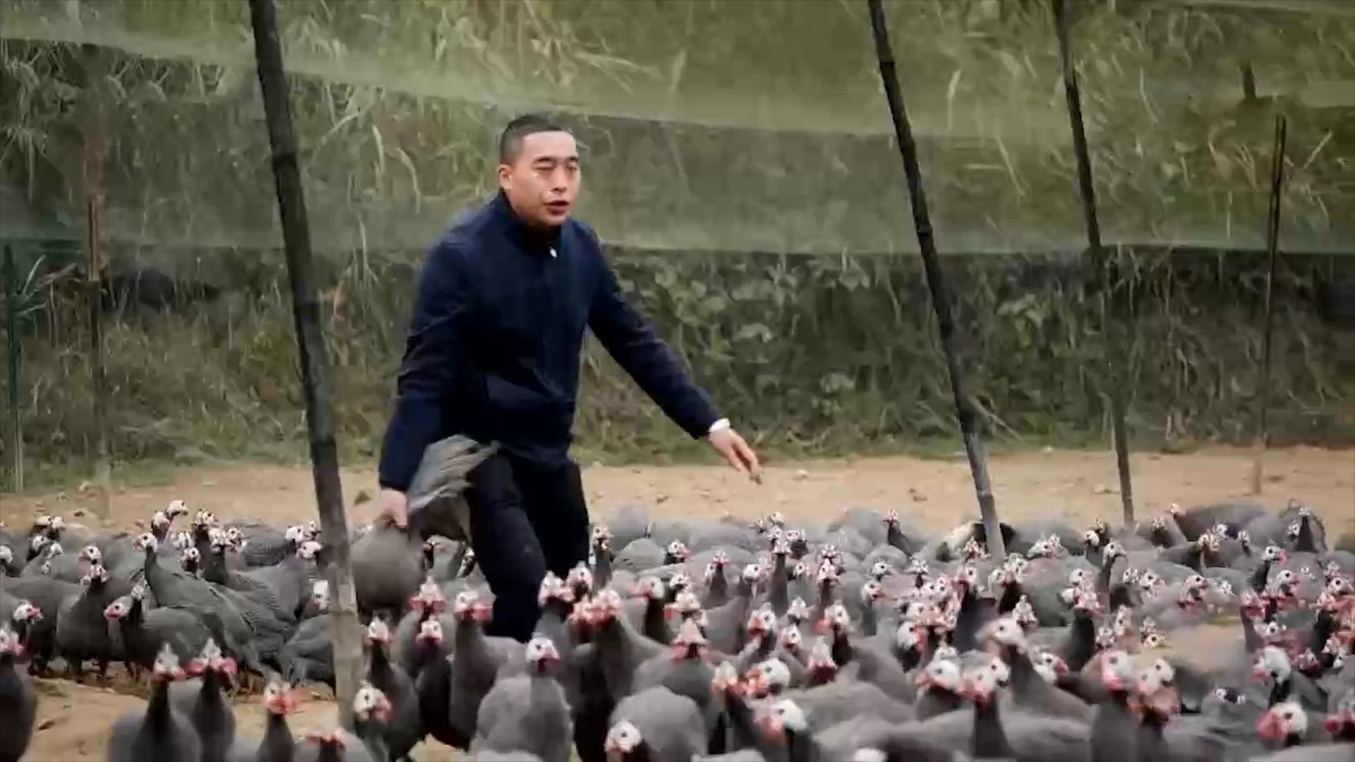致富经散养蛋鸡视频_视频致富散养鸡是真的吗_散养鸡致富经视频
