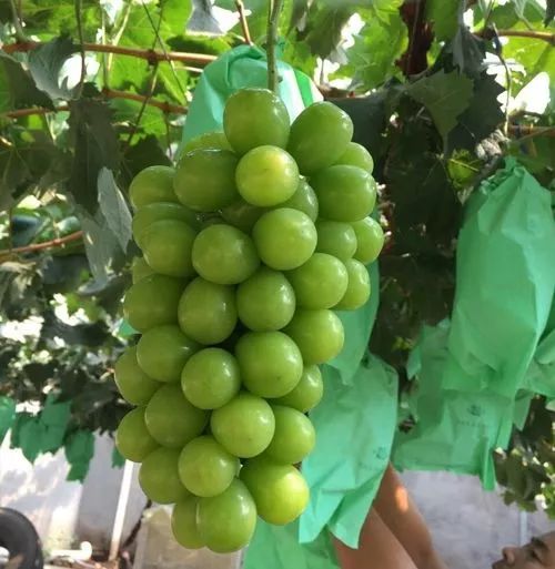 玫瑰种植视频教程_玫瑰花的种植方法及养护的视频_玫瑰种植技术视频