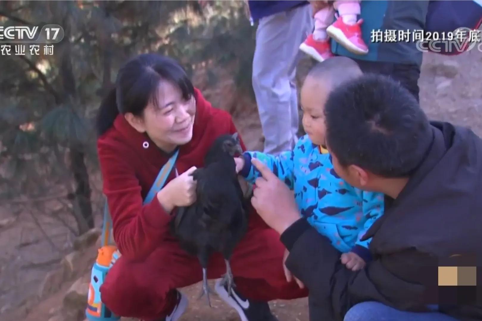 散养鸡致富经视频_致富经散养土鸡视频_致富经散养蛋鸡视频