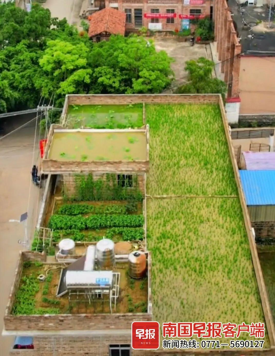 种植致富稻视频_水稻致富那人叫啥名_种植水稻的视频直播