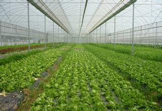 致富汇：2017年种植什么最赚钱?三大种植项目首选让您轻松赚钱