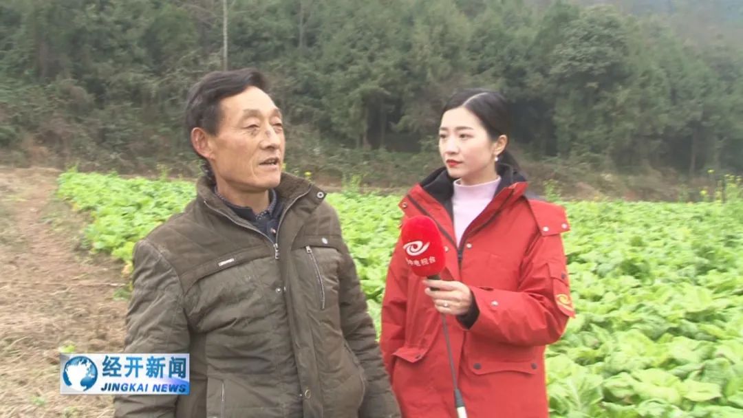 郑家山村：流转荒地种植青菜 稳定致富路