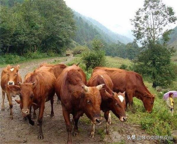 架子牛快速肥育和选择标准