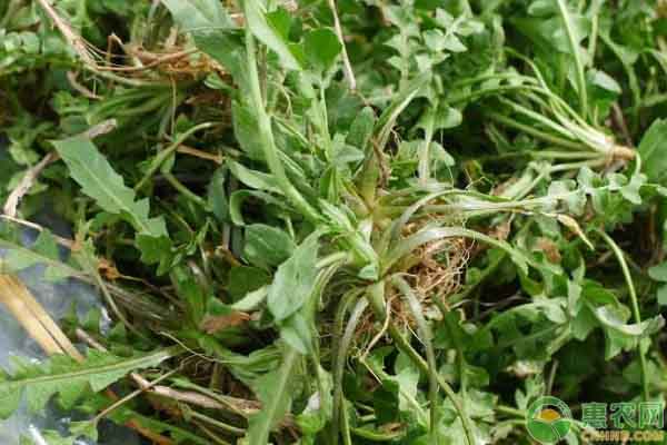 野生荠菜多少钱一斤?野生荠菜的人工种植技术