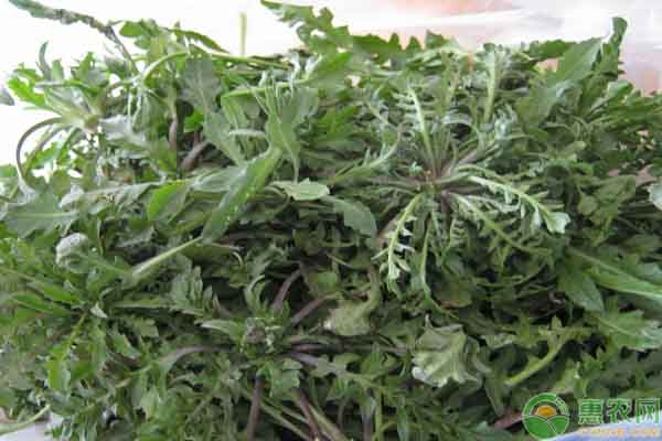 野生荠菜的价格