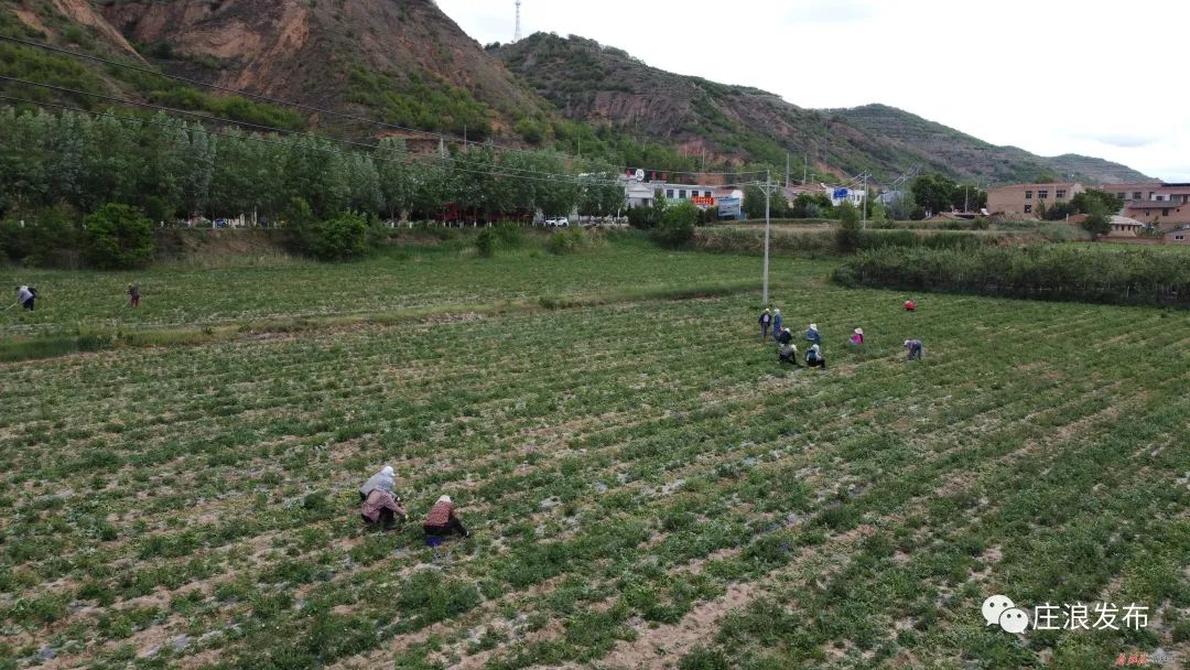 致富药材种植项目简介_致富药材种植项目介绍_种植药材 致富项目