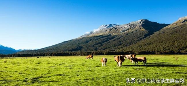 国外肉牛养殖技术视频_美国肉牛养殖技术视频_国外肉牛养殖场视频