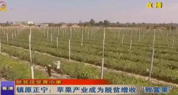 脱贫攻坚奔小康镇原正宁：苹果成为脱贫增收“致富果”