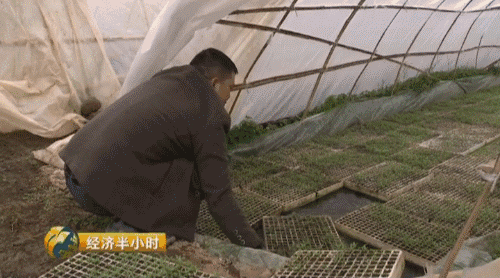 贵州养殖业什么最赚钱_贵州养殖什么最好最赚钱_致富经贵州养殖最赚钱