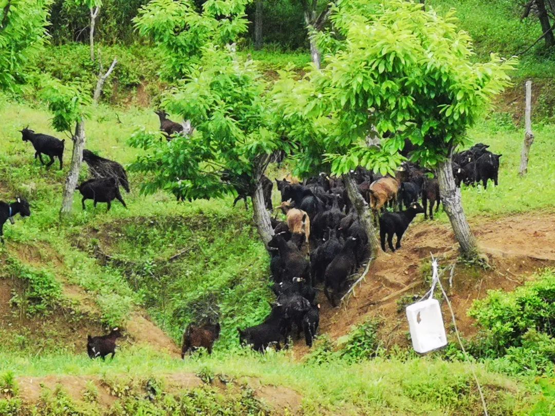 致富经山羊养殖技术视频_土山羊养殖致富_养土山羊的利润与成本