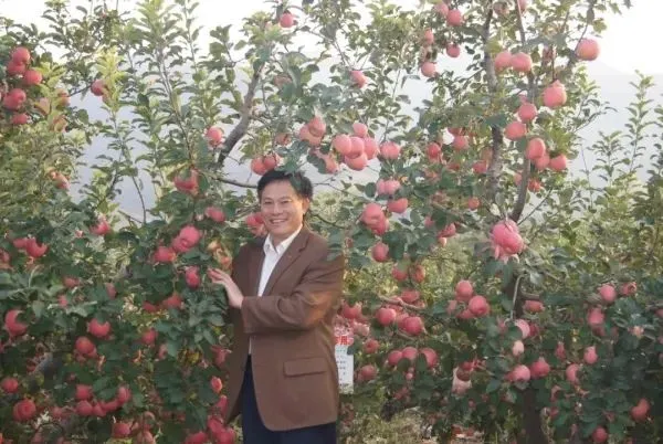 这就是山东｜山东科研团队证实苹果起源于中国 研发出“中国芯”红肉苹果