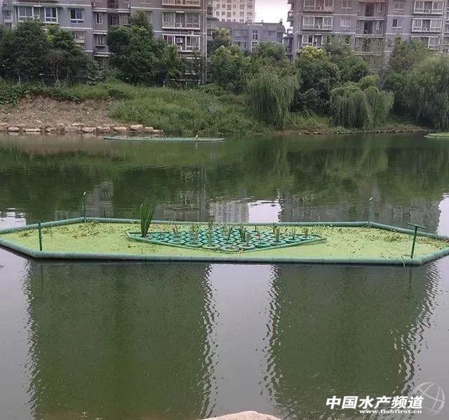 养殖尾水原位处理，这几个要点你得注意