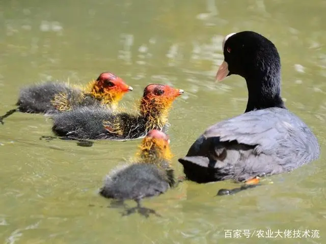 养鸡致富经_致富养殖鸡贵不贵呀_养殖最贵鸡致富