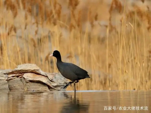 养鸡致富经_致富养殖鸡贵不贵呀_养殖最贵鸡致富