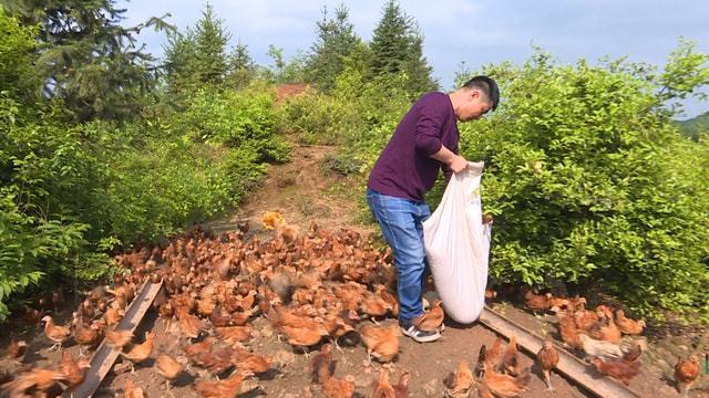 养鸡致富经_致富养殖鸡贵不贵呀_养殖最贵鸡致富