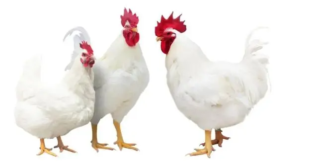 养殖肉鸡白羽技术视频_白羽肉鸡养殖技术_养殖肉鸡白羽技术要点
