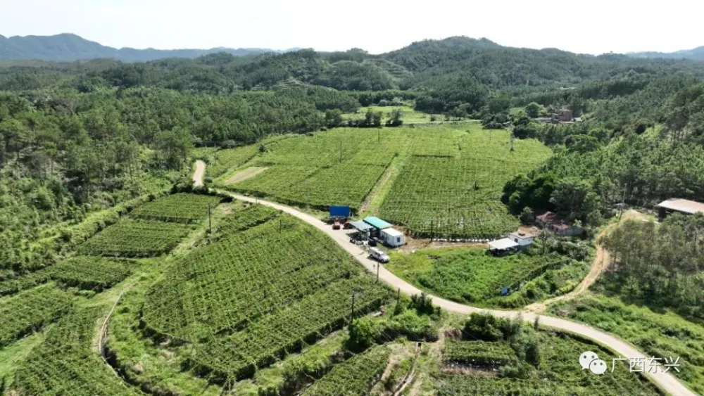 【乡村振兴】东兴市江平镇黄竹村：百香果变“致富果”衔接振兴固成果