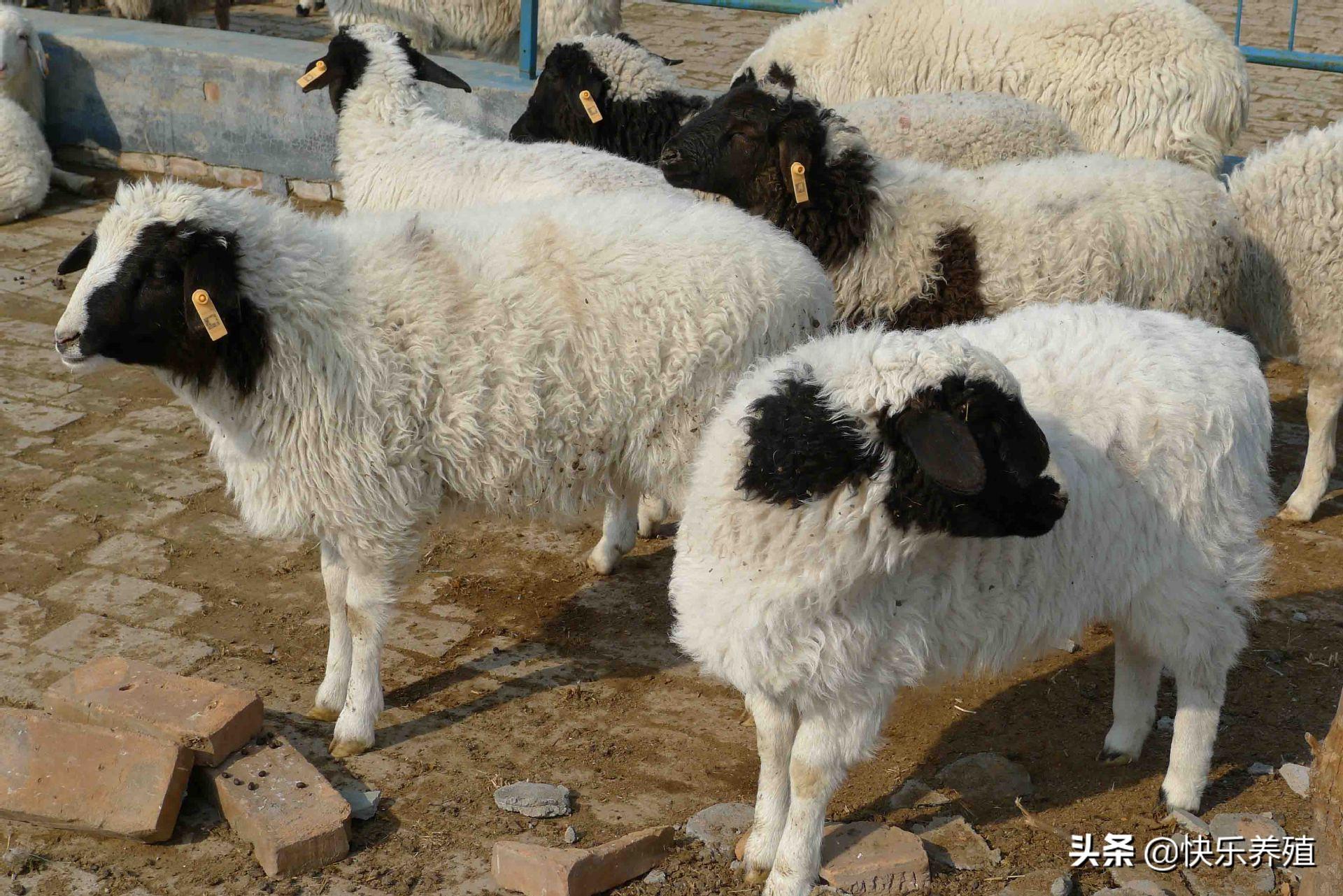 养殖羊羔管理技术规程_羊羔养殖技术与管理_养殖羊羔管理技术规范
