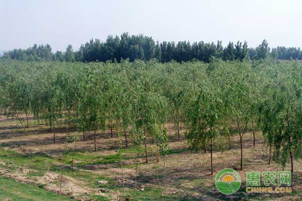企业家回乡创业，种植苗木带领乡亲脱贫致富