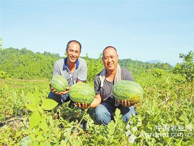 张玉1355玉米行情走势分析