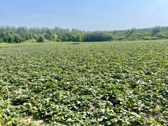河北定州：打造红薯特色产业 集体增收农民富