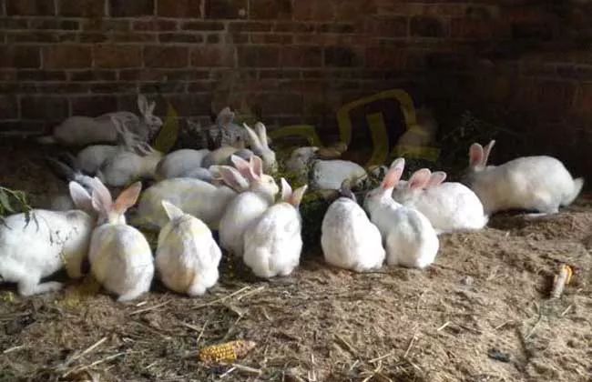 致富经 鳄鱼养殖_致富经鳄鱼龟养殖视频_致富鳄鱼养殖视频