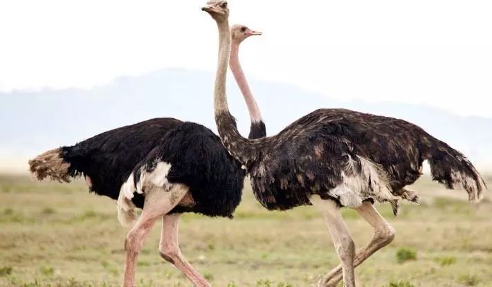 致富经鳄鱼龟养殖视频_致富鳄鱼养殖视频_致富经 鳄鱼养殖