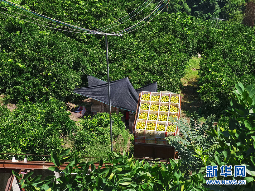 致富宝种植柑橘_种植柑橘赚钱吗_柑橘种植效益