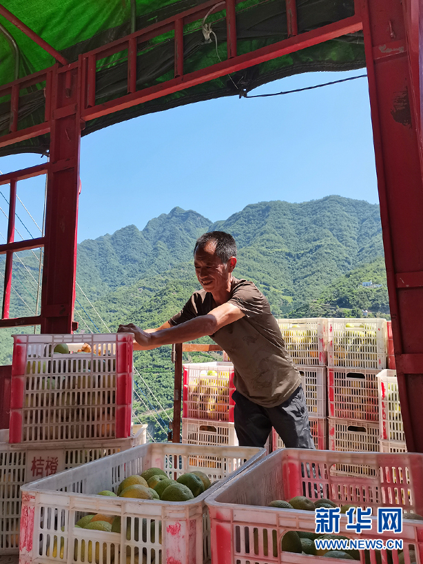 种植柑橘赚钱吗_柑橘种植效益_致富宝种植柑橘