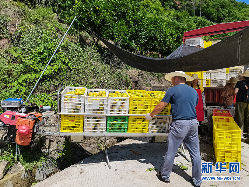 致富宝种植柑橘_柑橘种植效益_种植柑橘赚钱吗