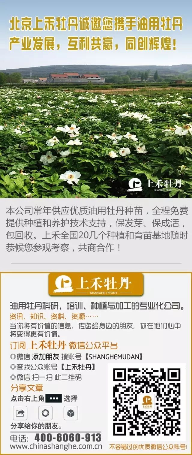 牡丹种植技术视频教程大全_牡丹如何种植技术_牡丹种植技术视频陆梅