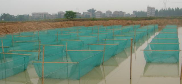 黄鳝网箱养殖育苗技术_黄鳝网箱养殖技术管理_养殖育苗黄鳝网箱技术要求