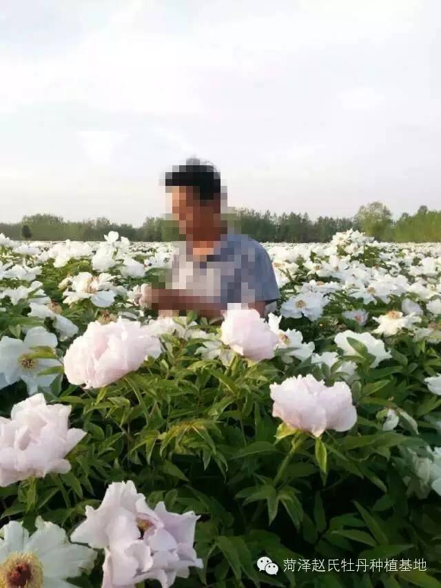 全套油用牡丹管理种植技术