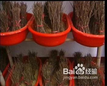 孵化金蝉养殖新技术视频_金蝉孵化技术资料_购买金蝉养殖孵化技术