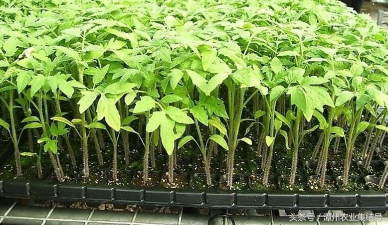 农业致富种植技术，番茄栽培下半年管理技术