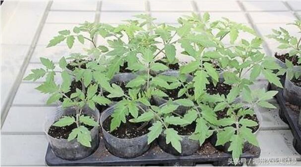 农业致富种植网_致富种植视频全集_种养致富