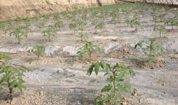 致富种植视频全集_种养致富_农业致富种植网