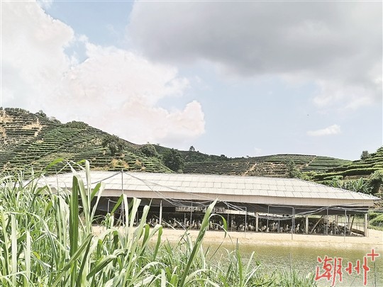 狮头鹅养殖技术_狮头鹅的养殖前景_狮头鹅的养殖