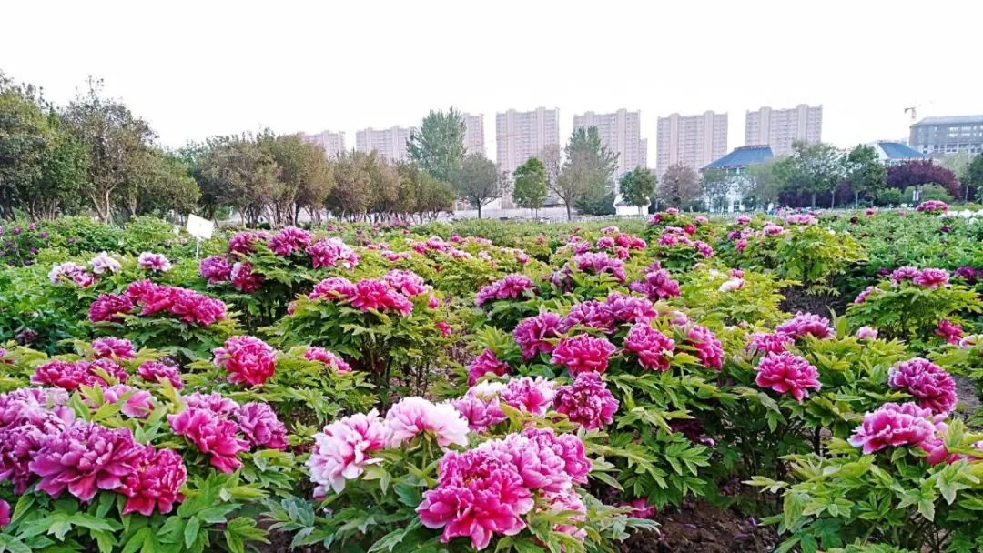 牡丹如何种植技术_牡丹种植技术视频教程大全_牡丹种植技术要点及方法技巧